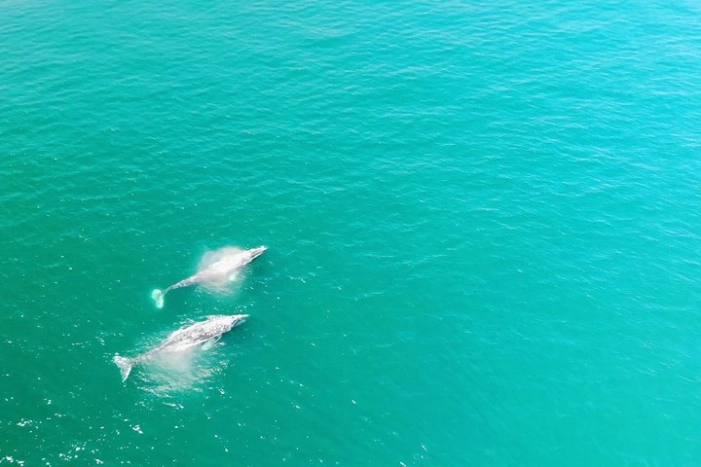Whale Watching and Fishing Combination Excursions