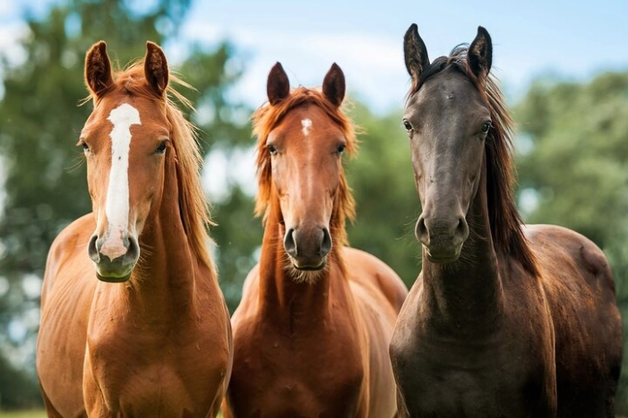 Horseback Riding and Wine Tasting Tour