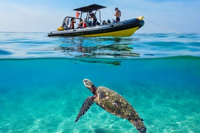 Private Turtle Canyon Snorkel Tour - Up to 6 Passengers
