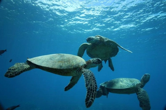 12pm Turtle Canyon Snorkel Adventure