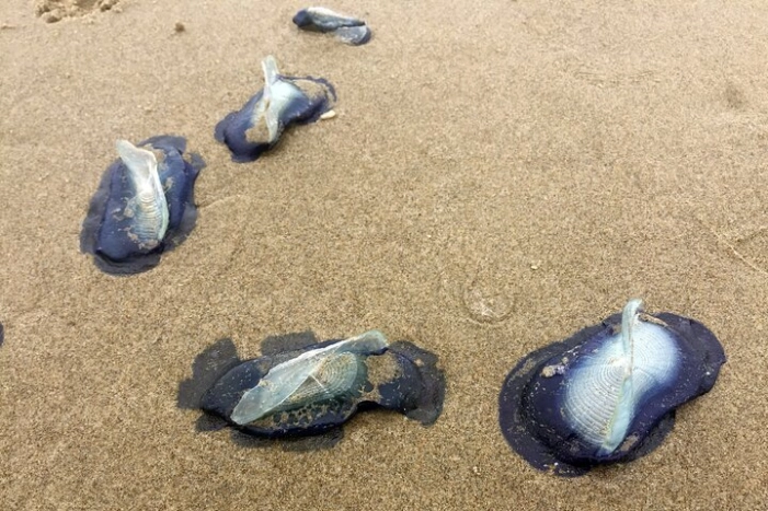 Image 20