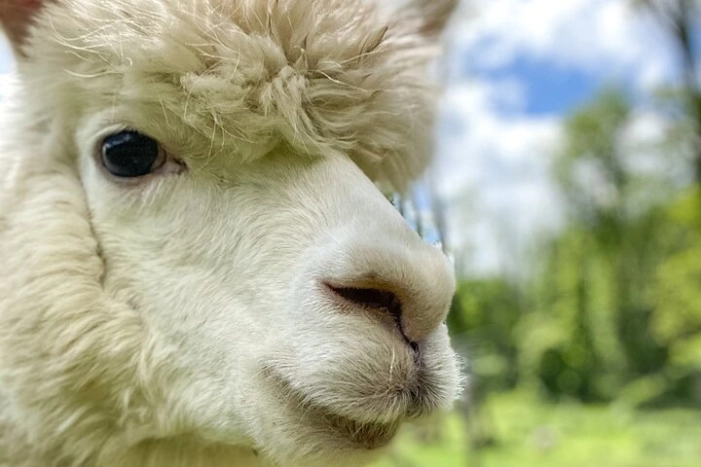 Guided Lilymoore Alpaca Farm Tour