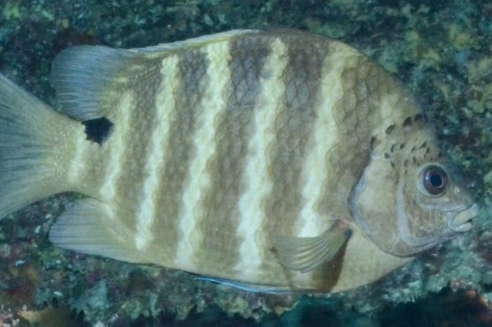 Image 17