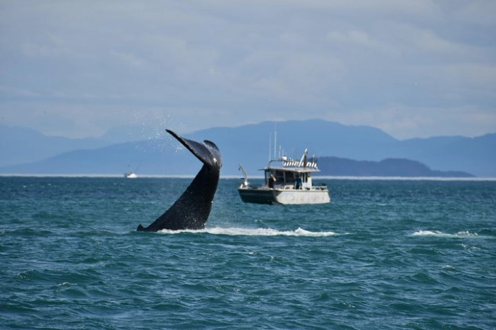Whale Watching Charters and Bear search through Icy Strat Alaska