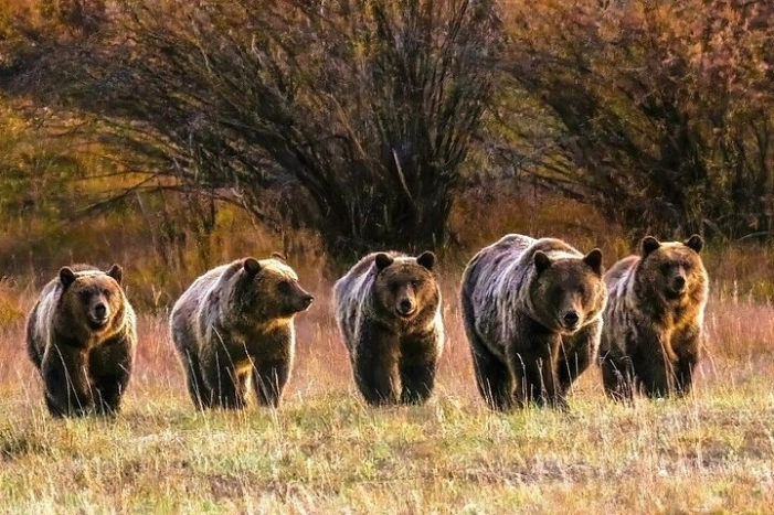 Sunset Tour of Grand Teton National Park