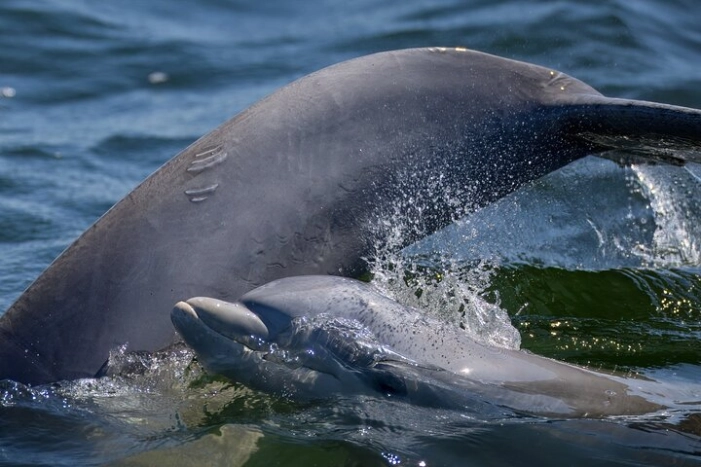Frisky Mermaid Dolphin + Scenic Bay Sightseeing Tour