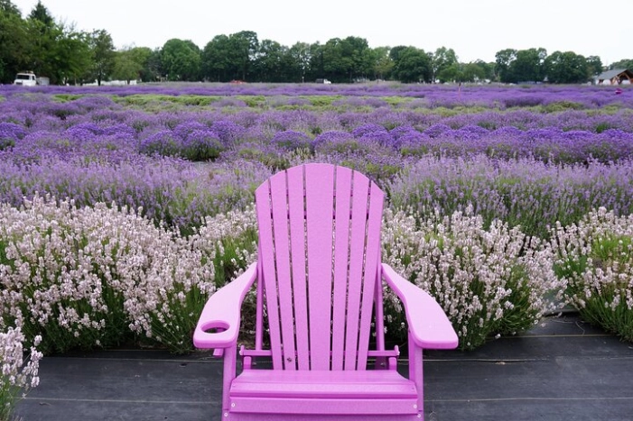 Lewin Farms, Lavender By The Bay and Tanger Outlets Full-Day Tour