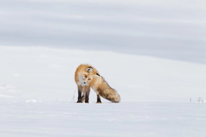 Yellowstone Snowshoe Adventure - Private Tour from Jackson Hole