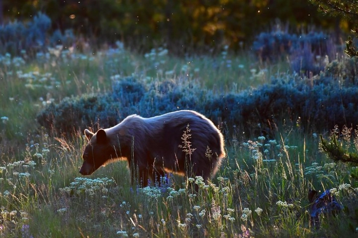 Private Yellowstone Wolf Watching & Wildlife Safari + lunch 