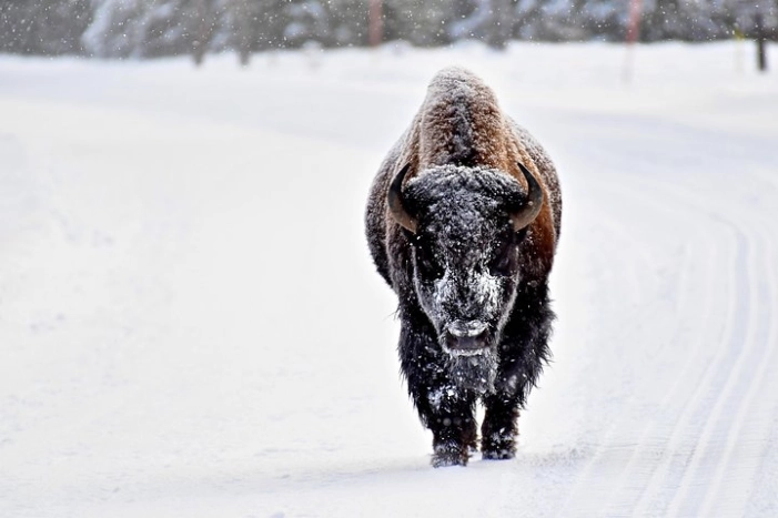 Private Yellowstone Winter Wolf Watching and Wildlife Safari 
