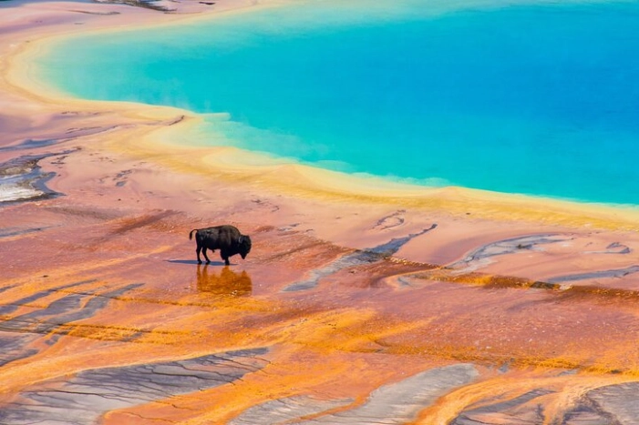 Mercedes Van VIP Tour of Yellowstone with a Wildlife Biologist