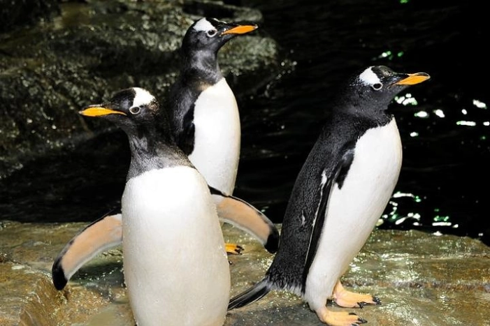 Central Park Zoo Admission Ticket with 4D Theater Access 