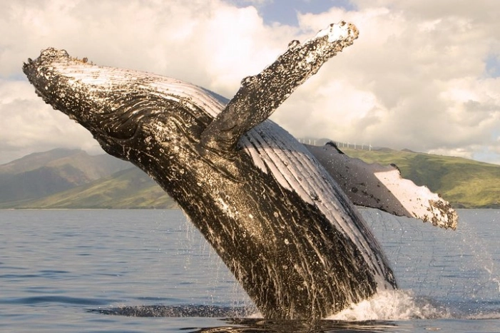 Whalewatch Sail Deluxe Tour from Ma'aleae