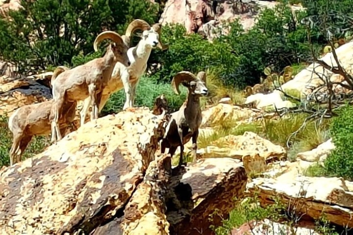 Image 30