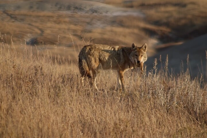 Wildlife Biologist’s Field Expedition: The Badlands Uncovered