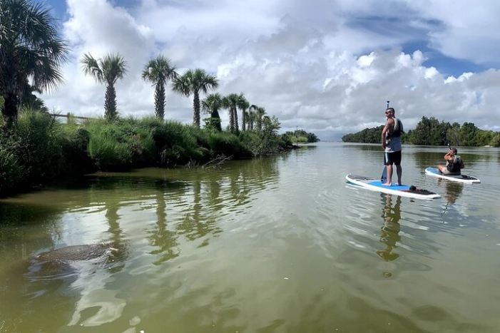Wildlife Refuge Sunset Dolphin, Manatee & Mangrove Kayak or Paddleboarding Tour!