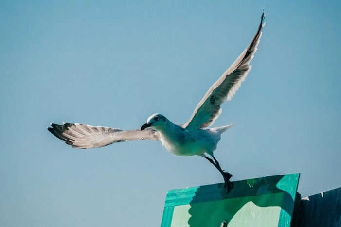 Image 30
