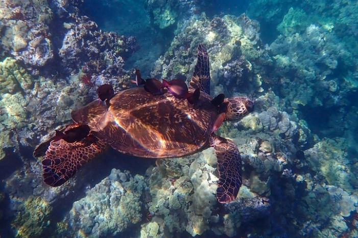 Image 8