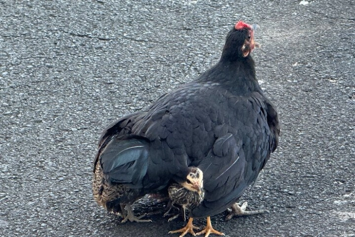 Image 17