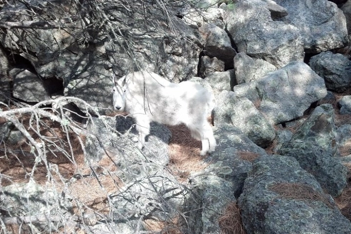 Image 11