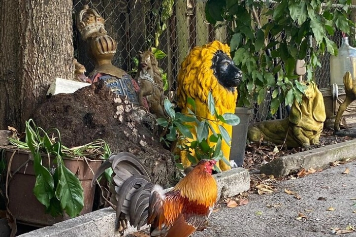 Image 7
