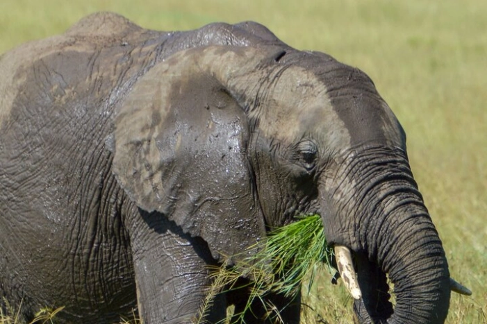  Maasai Mara National Reserve 3-day safari