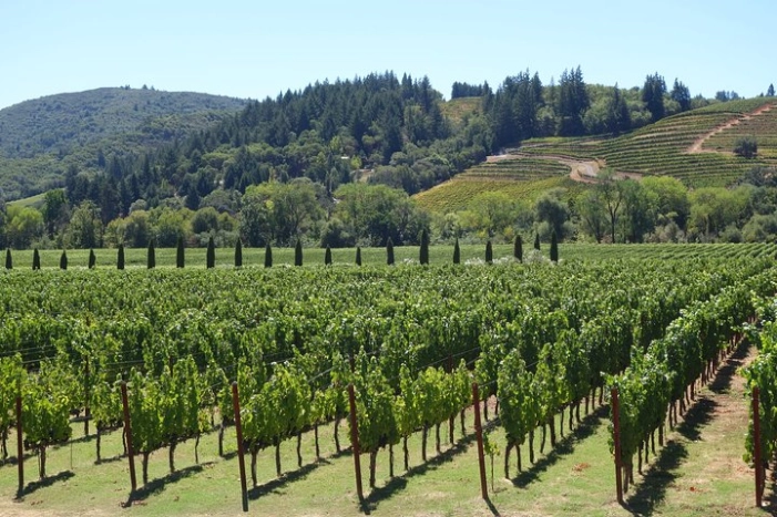 10-Hour Napa Valley Wine Tasting Tour Customized Private Tours