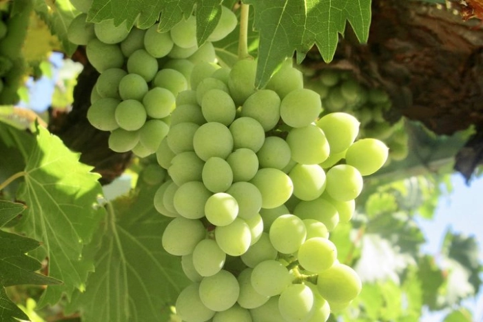  Napa & Sonoma Wine Tour Private Tours 8 to 10 Hours max 14 pax