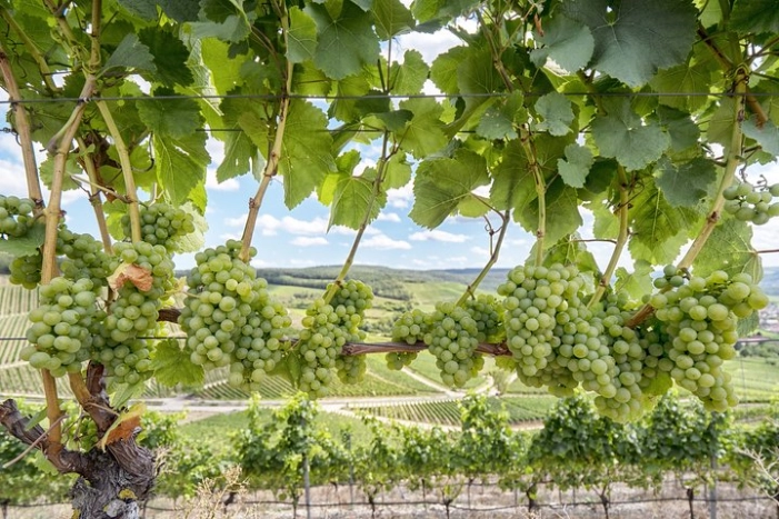  Private, Customized Sonoma Valley Wine Tour