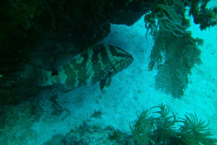 Image 13