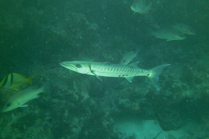 Image 21