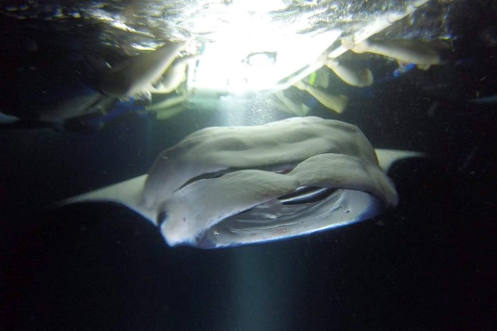 Kona Manta Rays Guaranteed Night Snorkel in Keauhou Harbor
