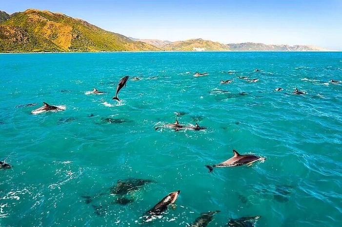 Dolphin, Sea Cave & Captain Cook Snorkel Combo in Kealakekua Bay
