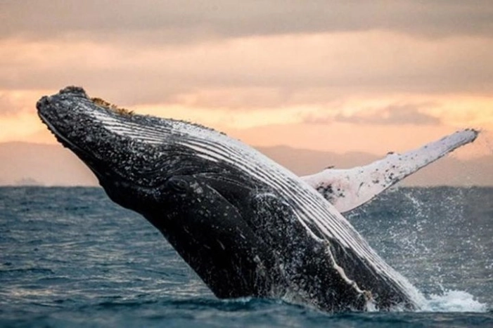 Whale Watch, Dolphins, Turtles and Sightseeing Cruise