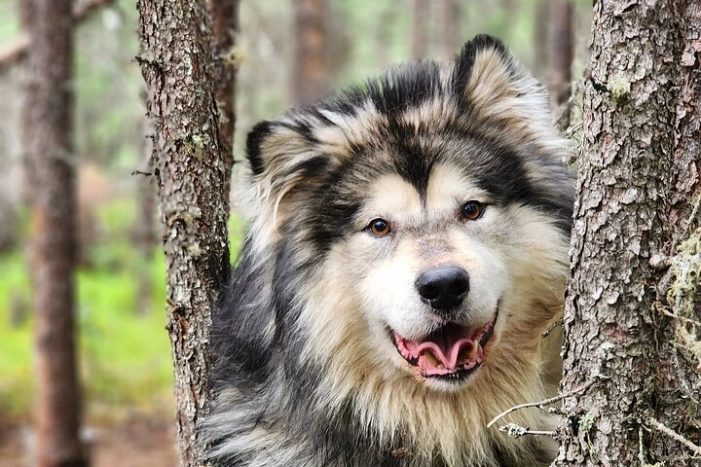 Alaskan Sled Dog Excursion in Fairbanks