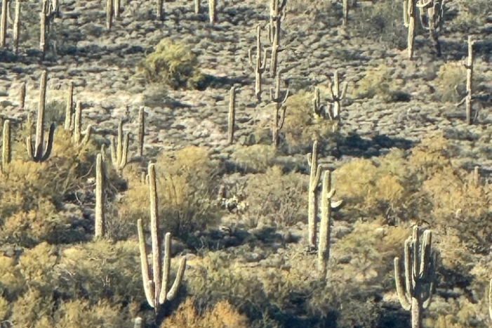 Image 13