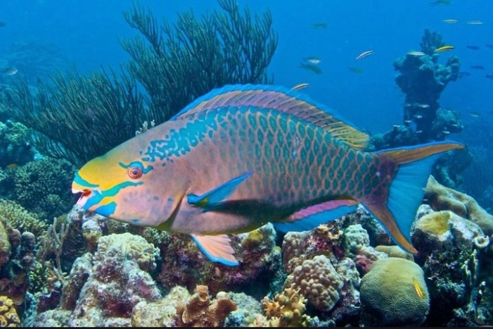 Image 7