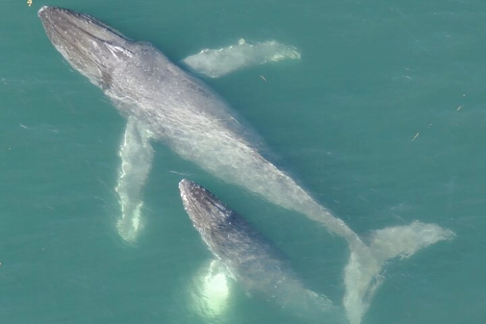 Alaska Whale Watching with bonus Drone viewing of Whales