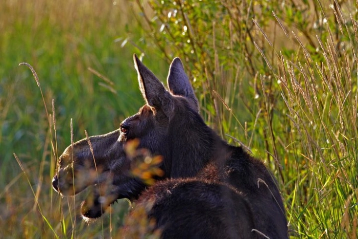 Image 14