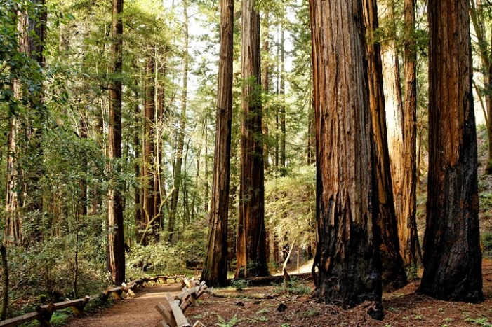 Redwood National and State Parks Self-Guided Audio Driving Tour