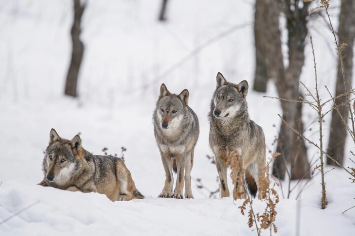 Yellowstone Full Day Winter Tour (With Optional Hike or Snowshoe)