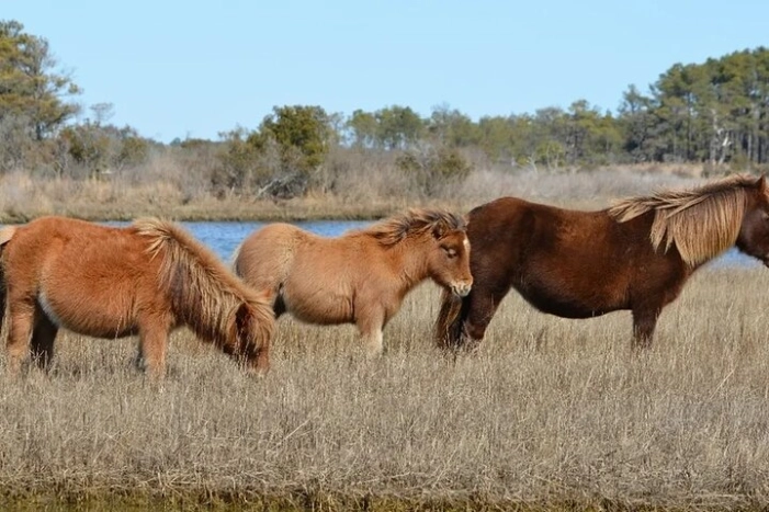 1-Hour Private Party Assateague Island Cruise in Ocean City, MD