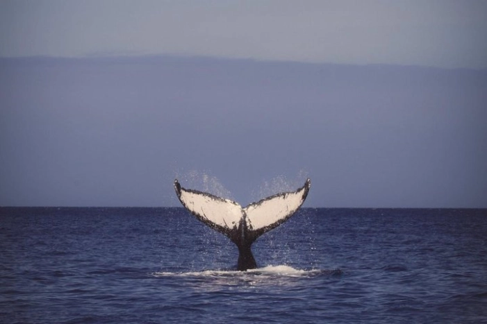 Oahu Whale Watching Excursion