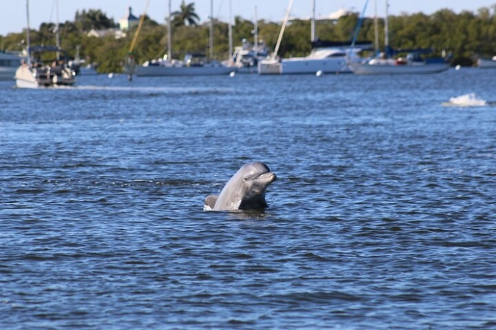 Image 4
