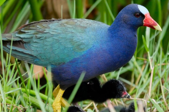 Central Florida Half-Day Private Birding Activity - 2 person max
