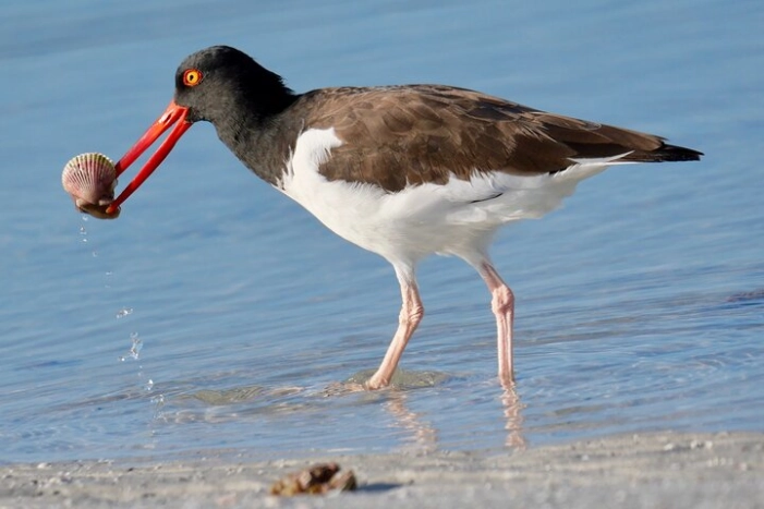 Half-Day Private Bird Tour of Fort De Soto Park in St. Petersburg - 2 person max