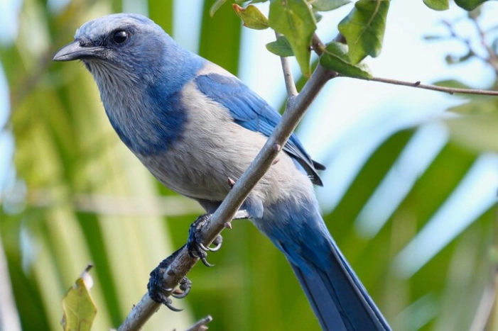 Birding and Wildlife Tour of Florida's Treasure Coast