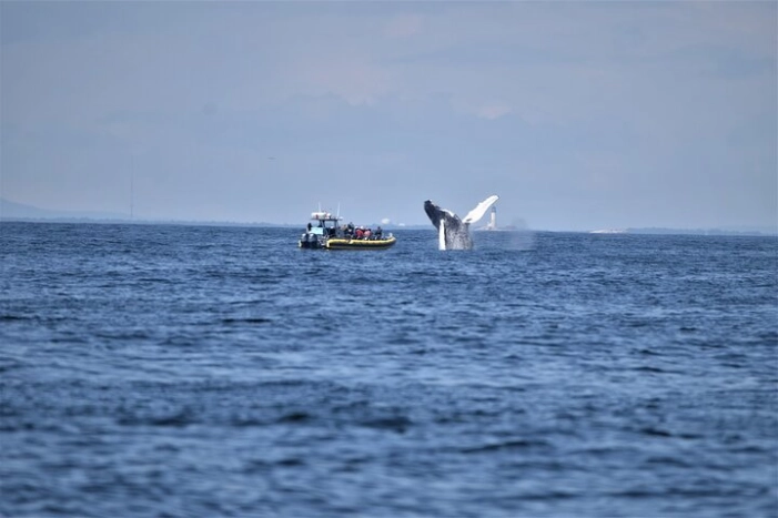 Maine Whale Watching Tour in Portland