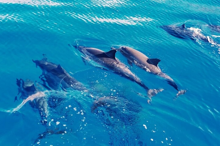Swim with Dolphins on the West Coast of Oahu
