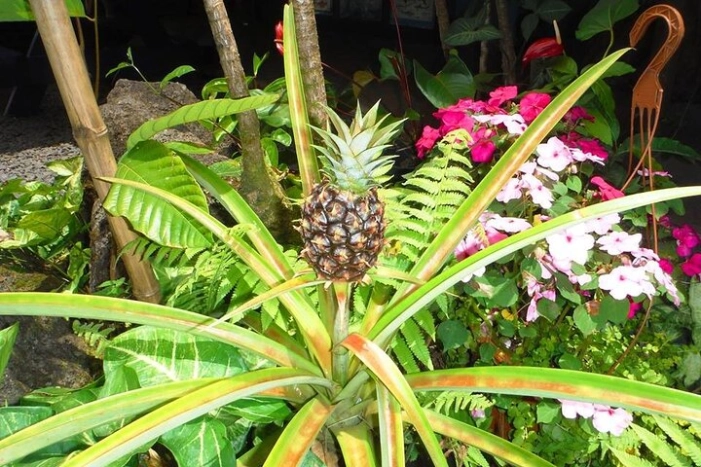 Image 5